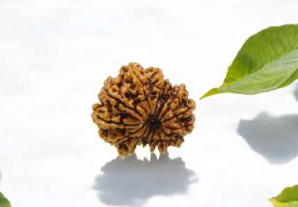 14 mukhi rudraksha