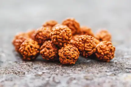 rudraksha